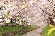 黒川を覆う桜の屋根