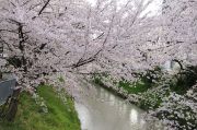 御用水跡と桜