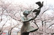 鳩を飛ばす少女の銅像と桜