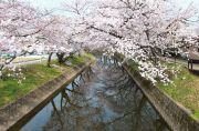 五条川に映る桜