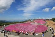 天空花回廊「芝桜の丘」