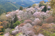 下千本の桜