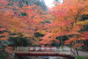 橋と紅葉