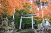 鳥居とモミジ