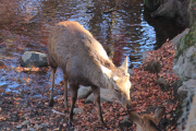 紅葉とシカ