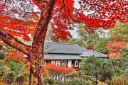 森鴎外・夏目漱石住宅と紅葉