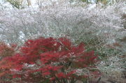 紅葉と桜のコラボ