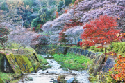 小原の四季桜