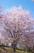東山植物園の桜