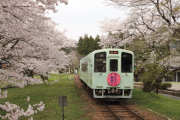 樽見鉄道とサクラ