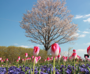 桜の回廊