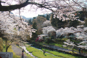 養老公園の桜