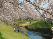 音羽川堤