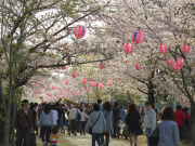 諏訪の桜トンネル