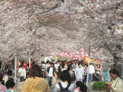 諏訪の桜トンネル