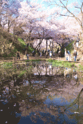 お堀の池に映りこむ桜