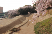 土塁と桜