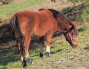 牧場の木曽馬