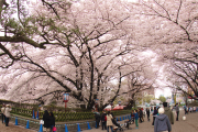 正門周辺・桜がきれいな場所