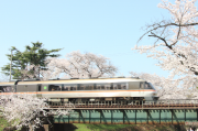 新境川堤の桜と電車