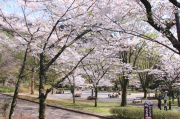 岐阜公園の桜