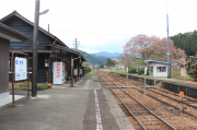 大矢駅と桜