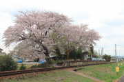 加茂野駅と桜