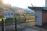 山田駅と桜