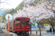 北濃駅の桜とナガラ