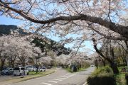 桜がきれいなスポット