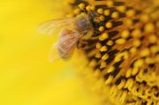 蜜を吸うミツバチ