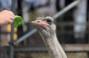 ダチョウに餌をあげるシーン