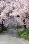 高遠城址公園の桜並木