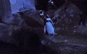 ナイトZOOのペンギン