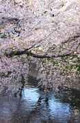 五条川の水面に映るサクラ