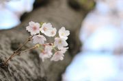 木の幹から花を咲かせる