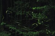 暗闇を波高しながら乱舞するホタル