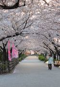 桜のトンネル