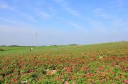 観光農園花広場の開けた景観