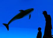 海豚を見物する親子